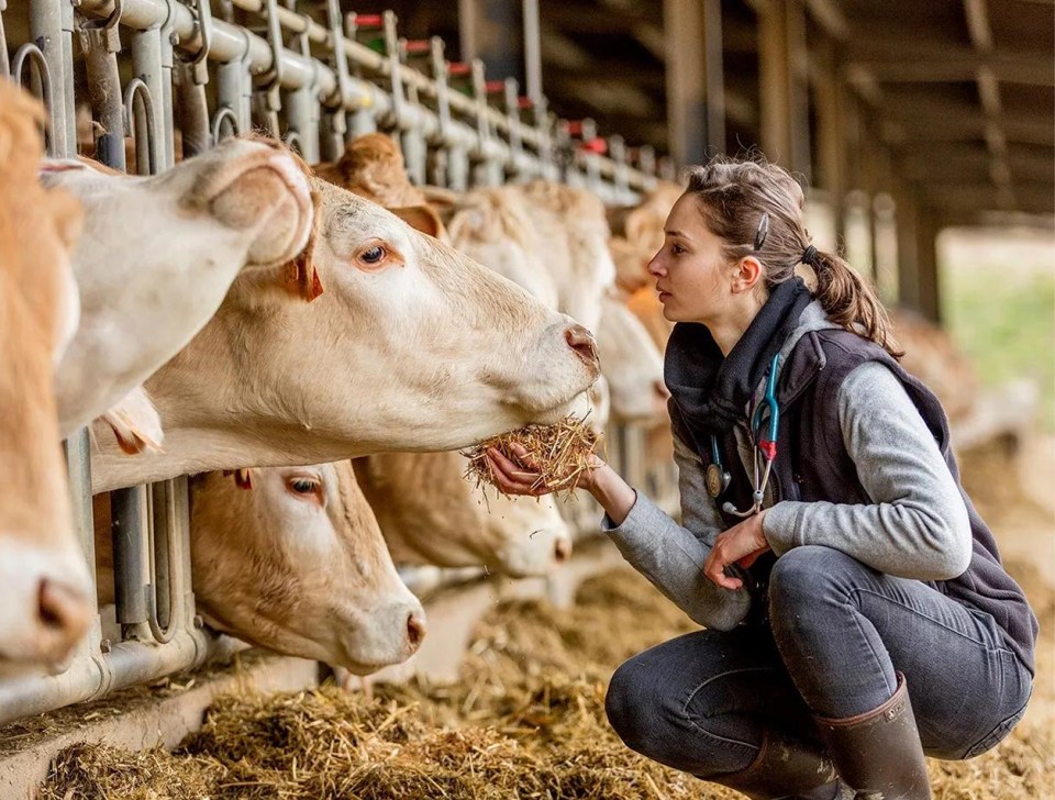 Une vétérinaire nourrit une vache dans une étable tout en vérifiant son état de santé.